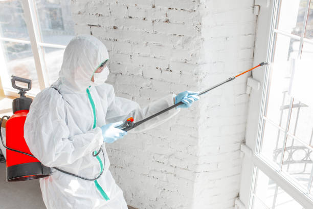 Why You Should Choose Our Mold Remediation Services in Ely, MN